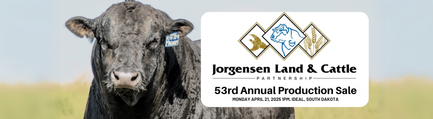 Jorgensen Land & Cattle Angus Bulls Ranch Channel 2025 Banner