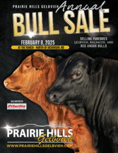 Prairie Hills Gelbvieh Ranch Channel Gelbvieh Balancer Red Angus Bull Sale 2025 Feature