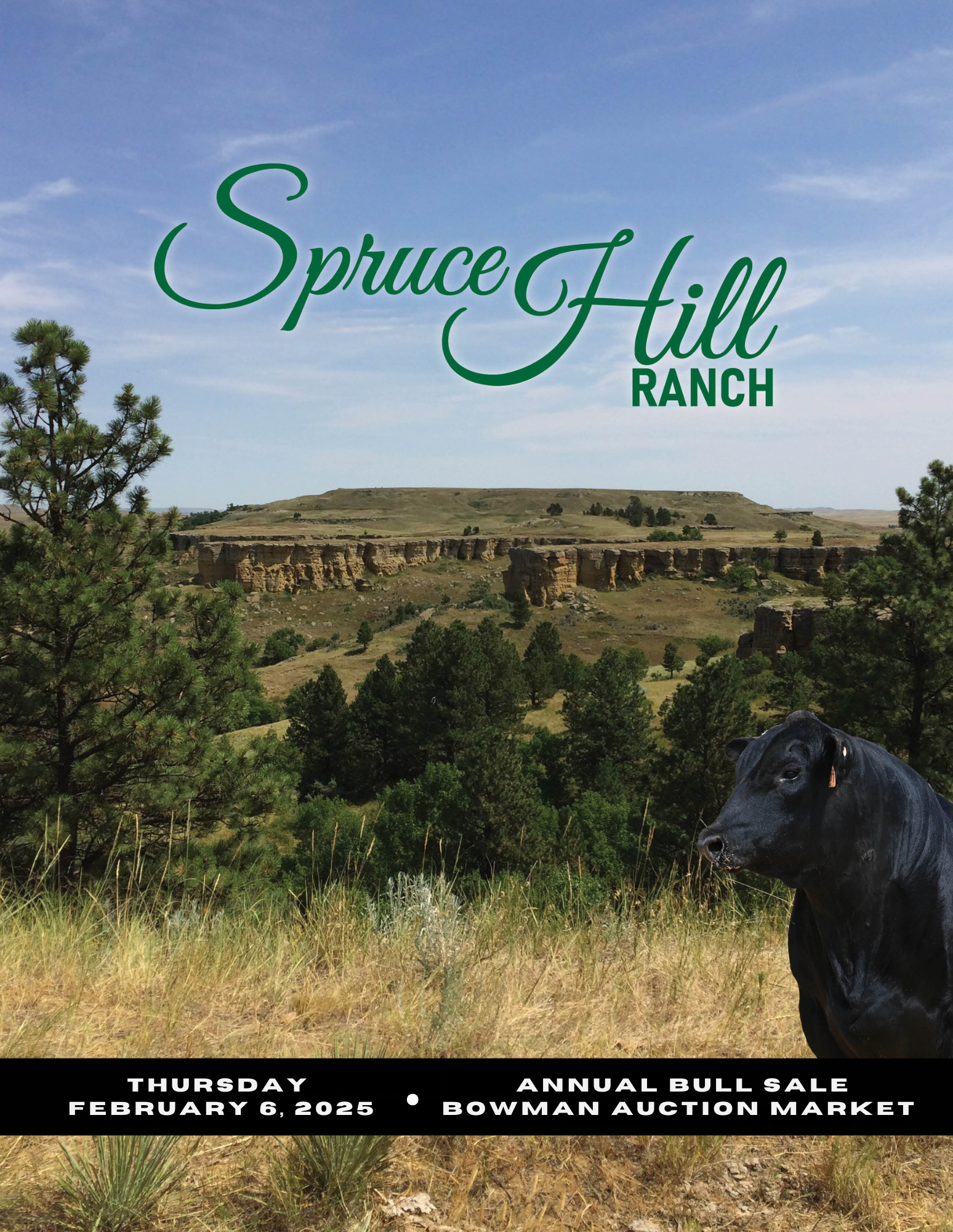 Spruce Hill Angus Bull and Heifer 2025 Ranch Channel feature