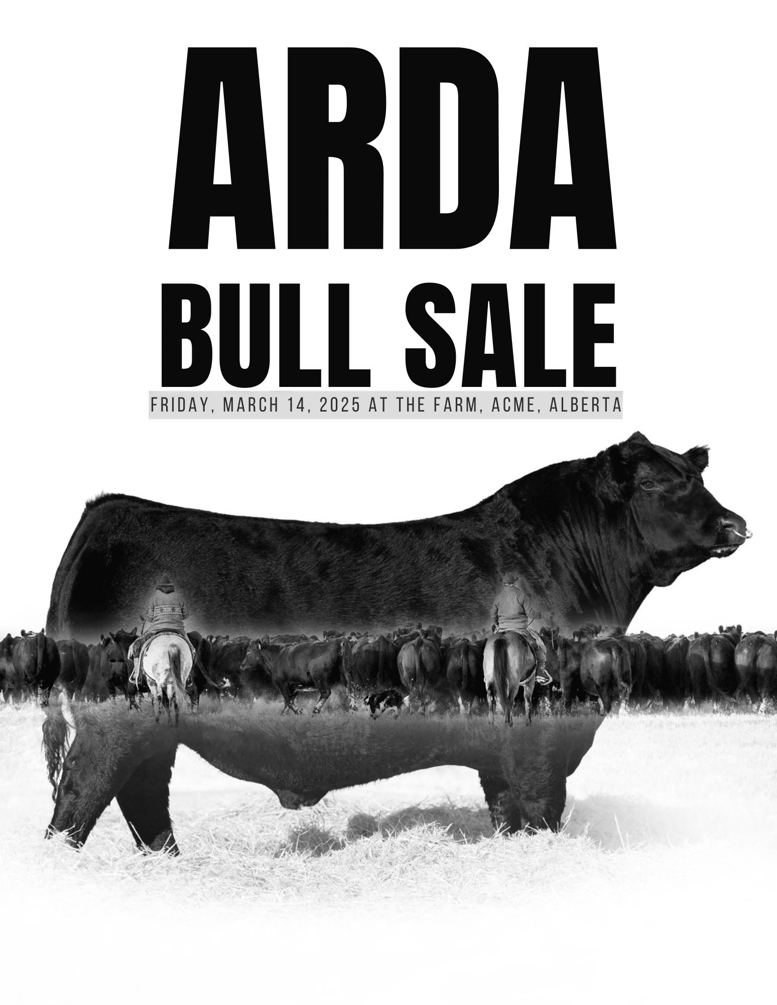 Arda Farms & Freeway Angus: Bull & Heifer Sale