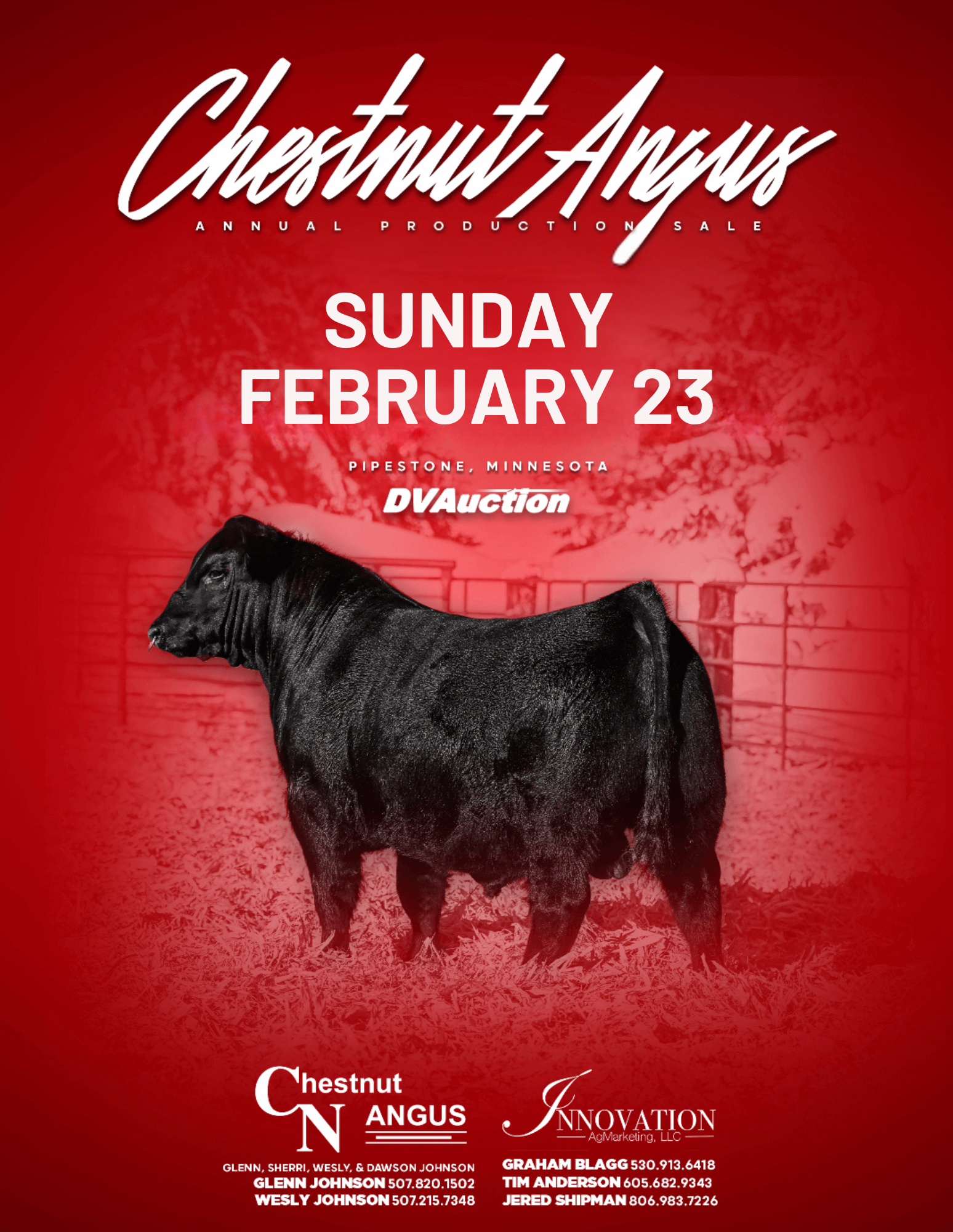 Chestnut Angus Bull Sale