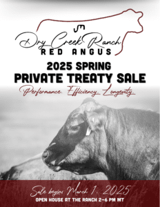 Dry Creek Ranch Cattle Red Angus Bulls Private Treaty Ranch Channel 2025 Feature