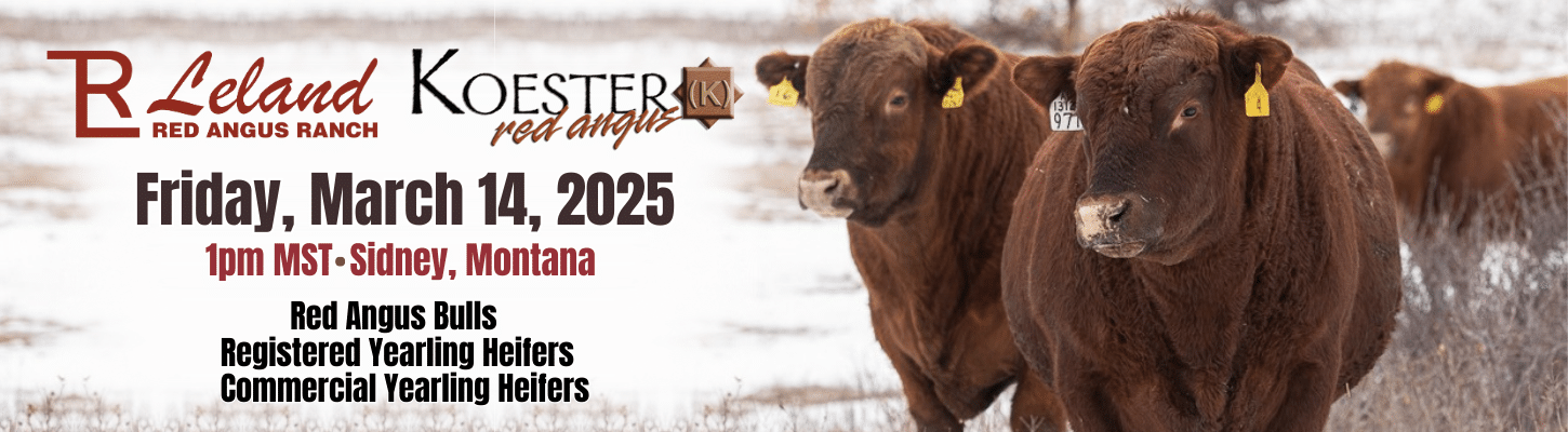 Leland_Koester Red Angus Bulls and Heifers Ranch Channel 2025 Banner