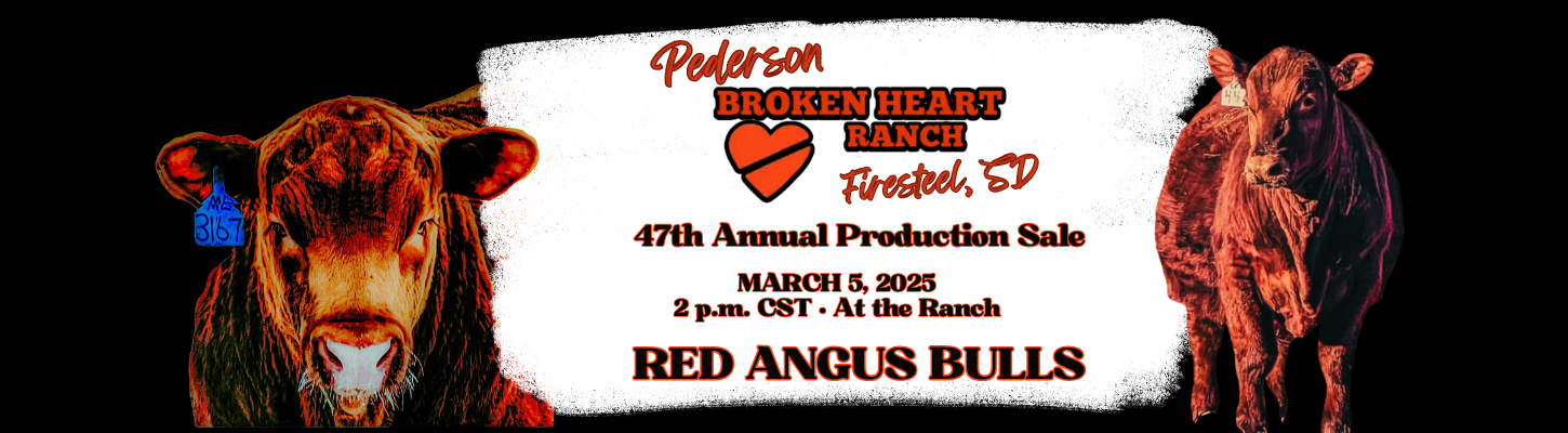 Pederson Broken Heart Ranch Cattle Red Angus Bulls Ranch Channel 2025 Banner