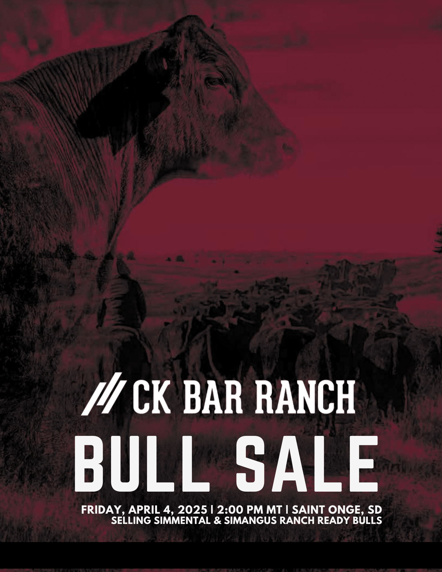 CK Bar Ranch Simmental Bulls Ranch Channel 2025 Feature