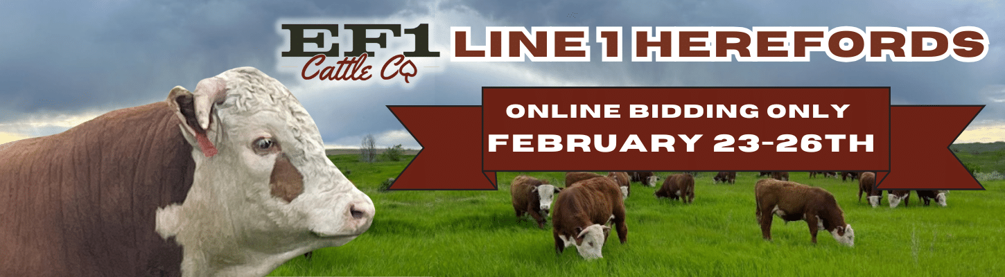 EF1 Cattle Co Hereford Bulls Online Ranch Channel 2025 banner