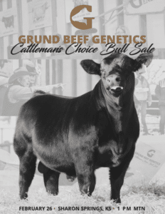 Grund Beef Genetics Sale Balancer, Gelbvieh, Red Angus, SimAngus Ranch Channel 2025 Feature