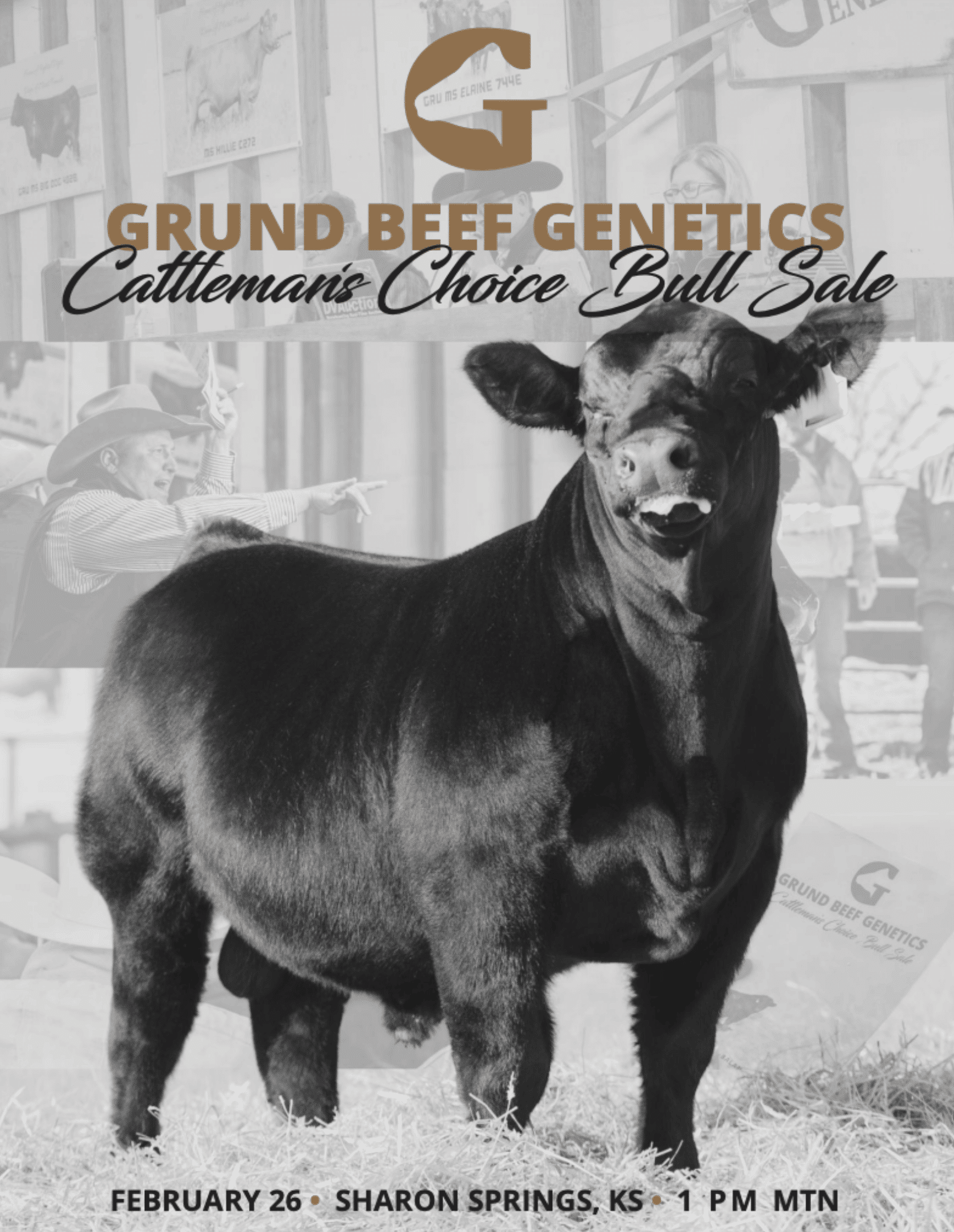 Grund Beef Genetics Bull Sale: Balancer, Gelbvieh, Red Angus, SimAngus