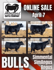 Heartland Cattle Company Online Sale Simmental, SimAngus, Angus Bulls Ranch Channel 2025 Design Feature