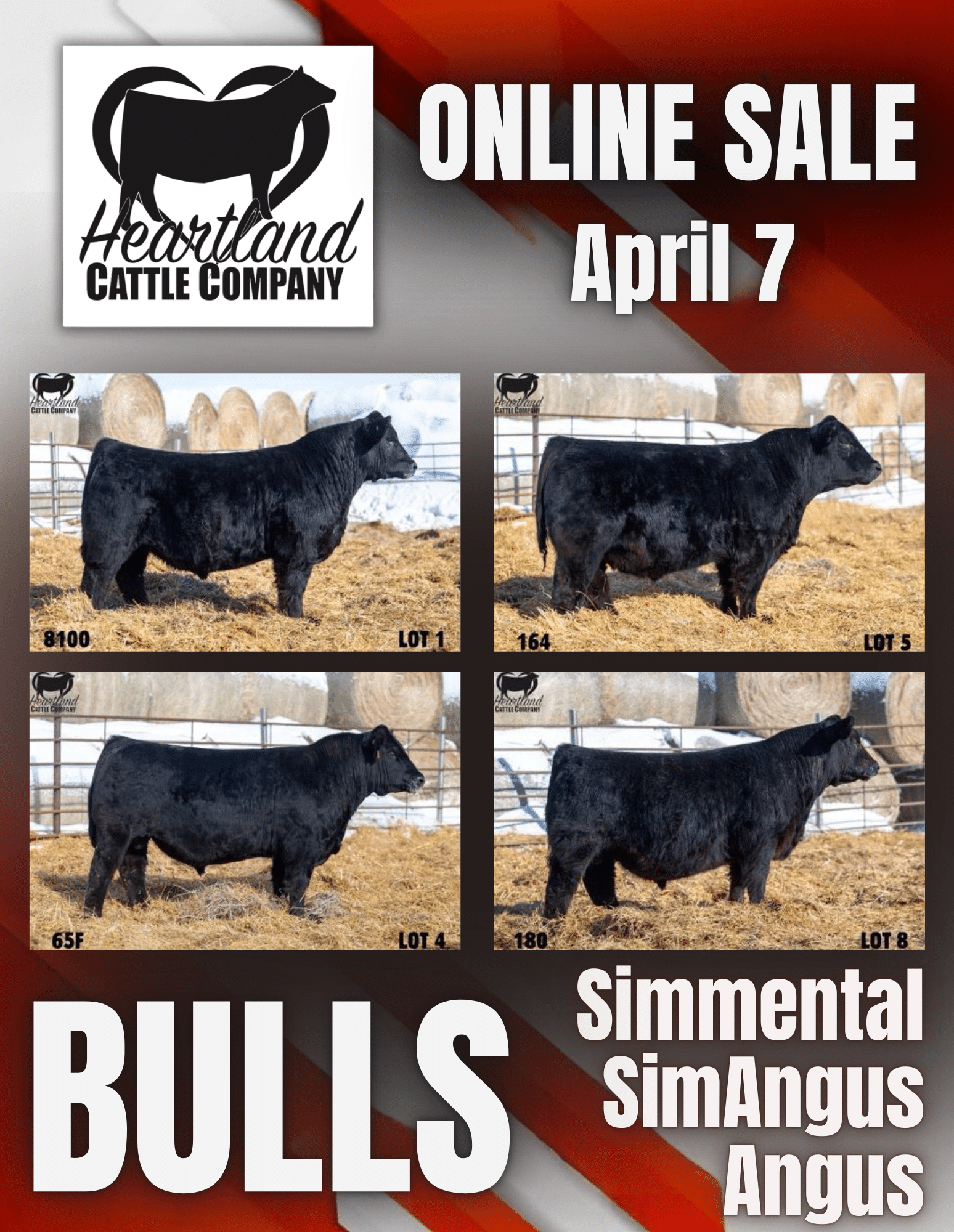 Heartland Cattle Company Bull Sale: Simmental, SimAngus, Angus