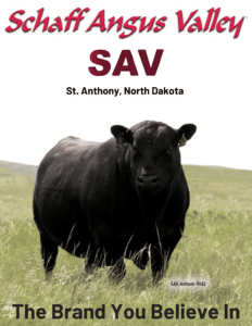 Schaff Angus Valley Annual Bulls Ranch Channel Feature