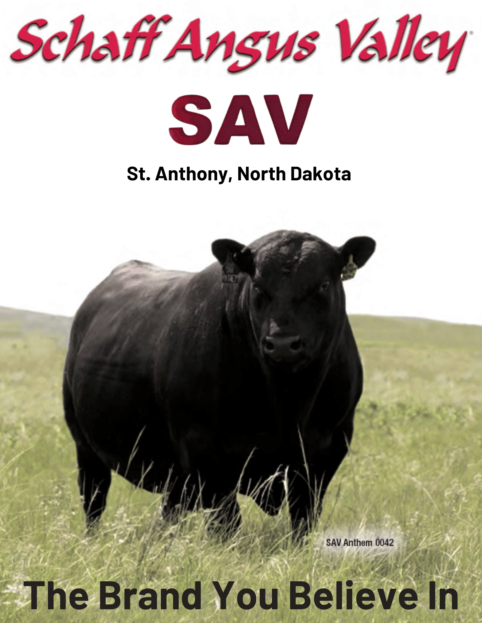 Schaff Angus Valley Production Sale