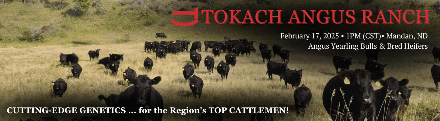 Tokach Angus Ranch Bull & Heifer Sale Ranch Channel 2025 Banner