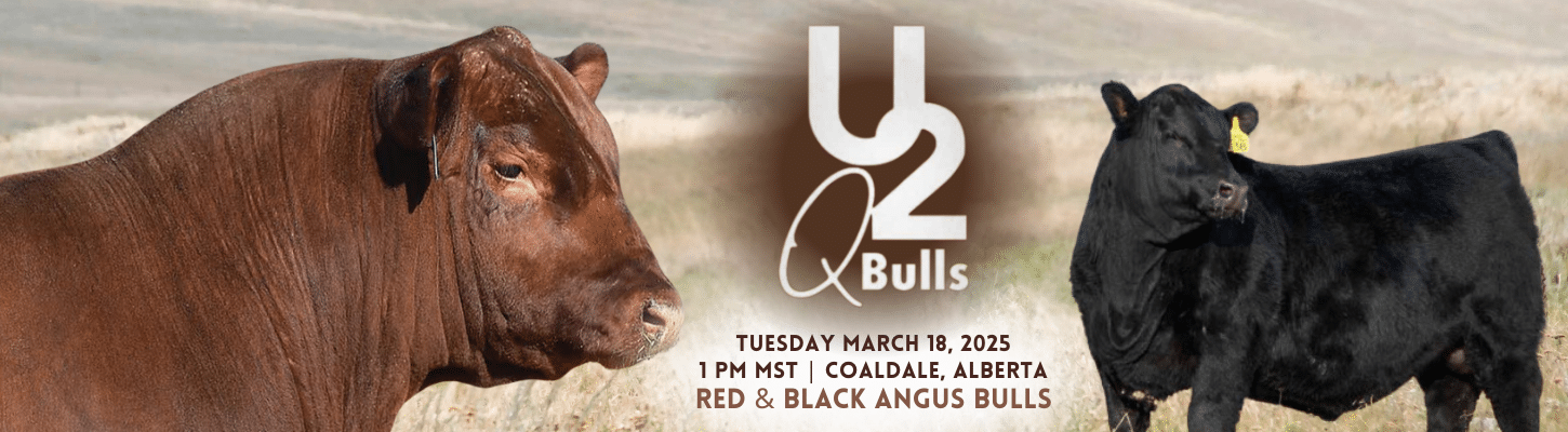 U2 Quality Seedstock Red & Black Angus Bull Sale Black & Red Angus Ranch Channel 2025 Banner