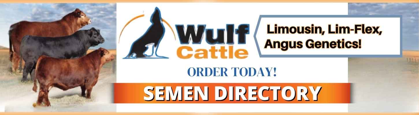 
Limousin, Lim-Flex, Angus Semen For Sale Genetics Wulf Cattle Ranch Channel
