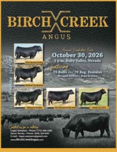 Birch Creek Angus Bull Heifer Sale Nevada Catalog Ranch Channel