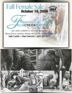 Fawcett's Elm Creek Ranch Hereford Heifers Cows For Sale Catalog