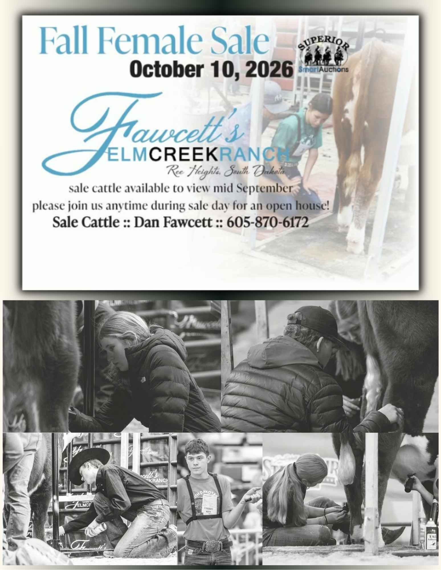 Fawcett's Elm Creek Ranch Hereford Heifers Cows For Sale Catalog