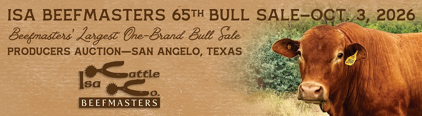 ISA Beefmasters Bull Sale San Angelo Texas 2026