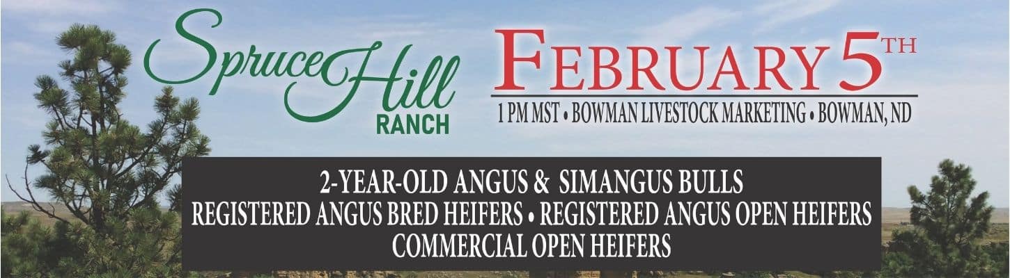 Spruce Hill Ranch Angus Bull Sale 2026