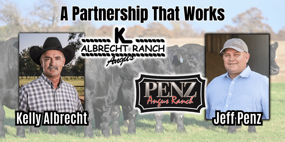 AlbrechtPenz Angus Bull Female Sale 2026. Ranch Channel Sale Series