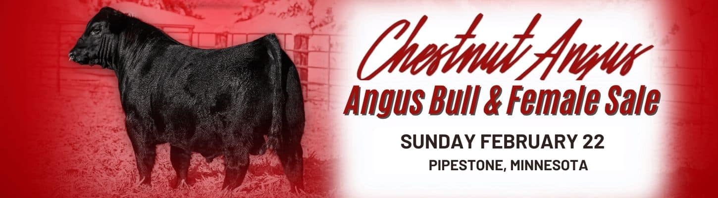 Chestnut Angus Farm Bull Heifer Sale Minnesota 2026