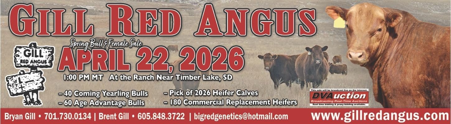 Gill Red Angus Bull Heifer Sale April 2026 Ranch Channel
