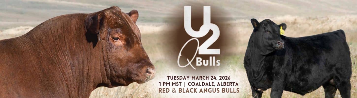 U2 Quality Seedstock Red Black Angus Bull Sale Canada