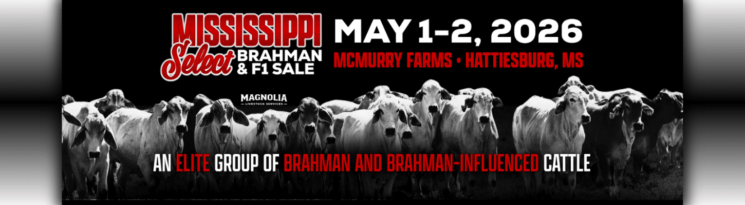 Mississippi Select Brahman F1 bull heifer cow sale 2026 Ranch Channel