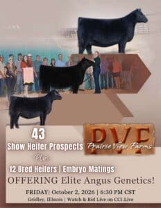 Prairie View Farms Angus Show Heifer Bred Heifer Embryo for sale catalog 2026 Ranch Channel