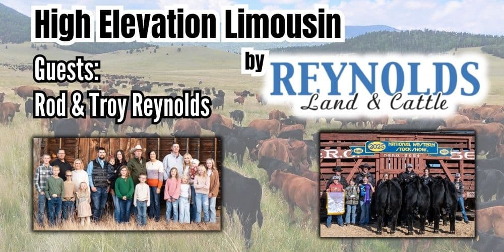 Reynolds Land & Cattle Limousin Lim-Flex Angus Sim-Cross Bull Sale 2026. Ranch Channel Sale Series