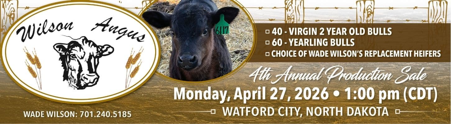 Wilson Angus Bull Heifer Sale 2026 Watford City North Dakota