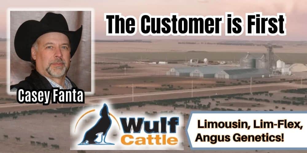 Wulf Cattle Limousin Lim-flex Angus Bulls. Ranch Channel Sale Series 2026