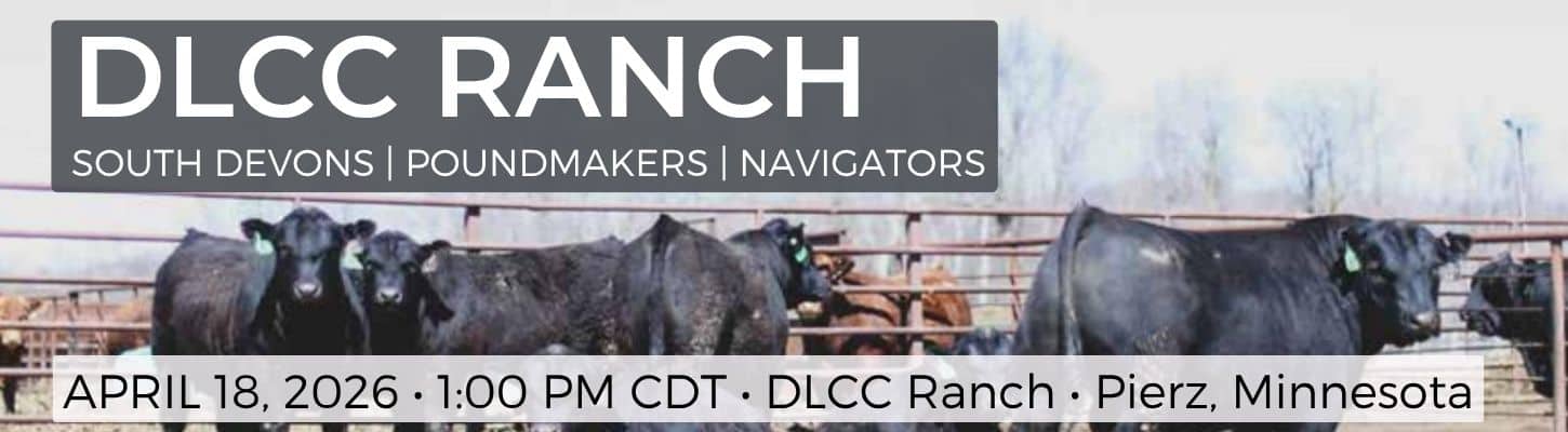 DLCC Ranch South Devon Bull Heifer Sale 2026 Minnesota