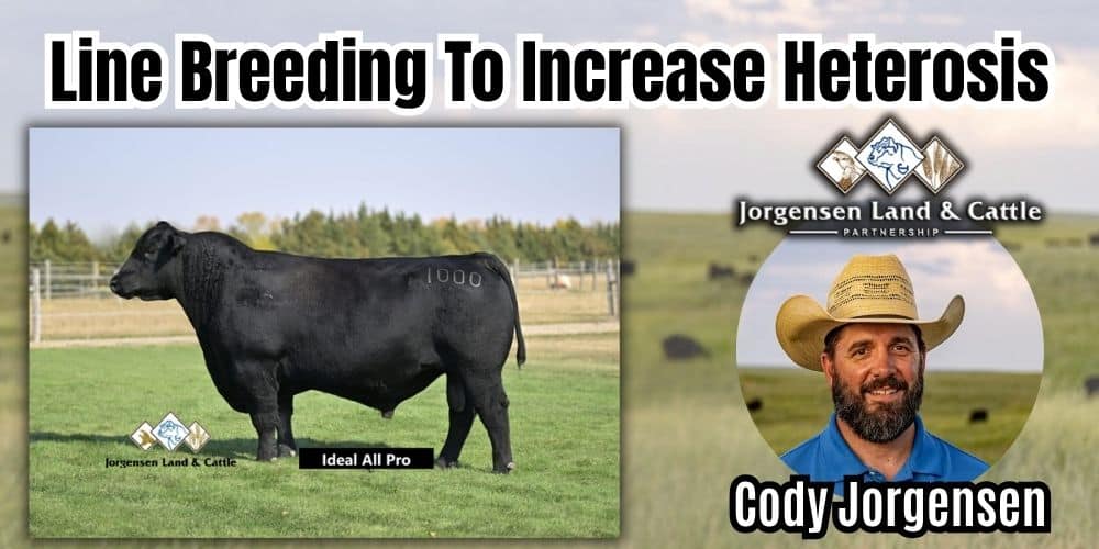 Jorgensen Land and Cattle Angus Bulls. Ranch Channel Sale Series 2026