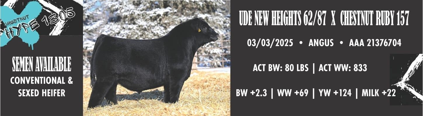 Chesnut Angus Semen For Sale 2026 Ranch Channel Banner