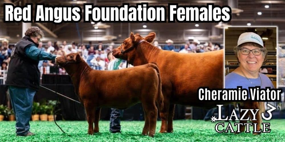 Red Angus Foundation Heifers. Cheramie Viator. Lazy 3 Cattle. Ranch Channel Sale Series 2026