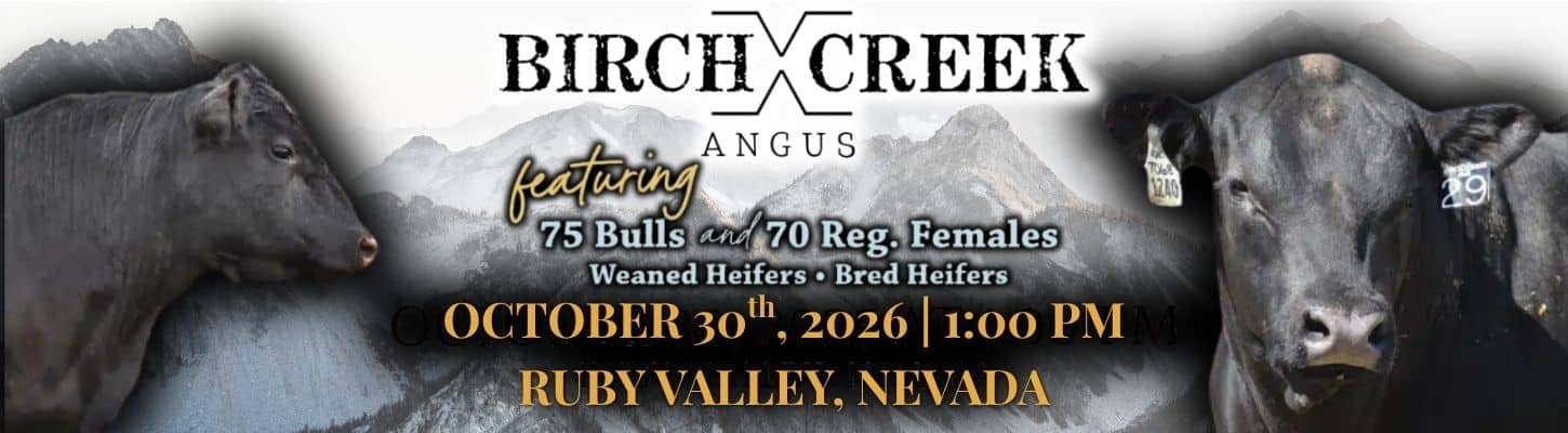 Birch Creek Angus Bull Heifer Sale Ruby Valley Nevada 2026 Ranch Channel