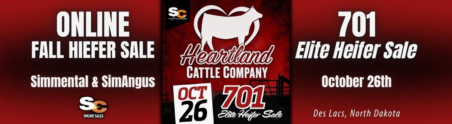 Heartland Cattle Online Heifers For Sale Simmental SimAngus North Dakota