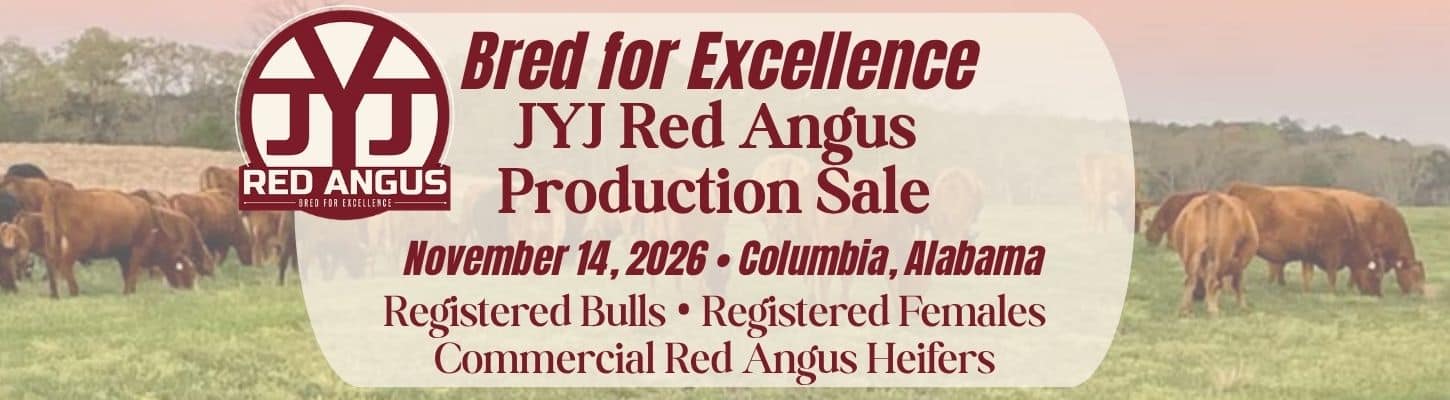 JYJ Red Angus Bull Heifer Sale Alabama 2026