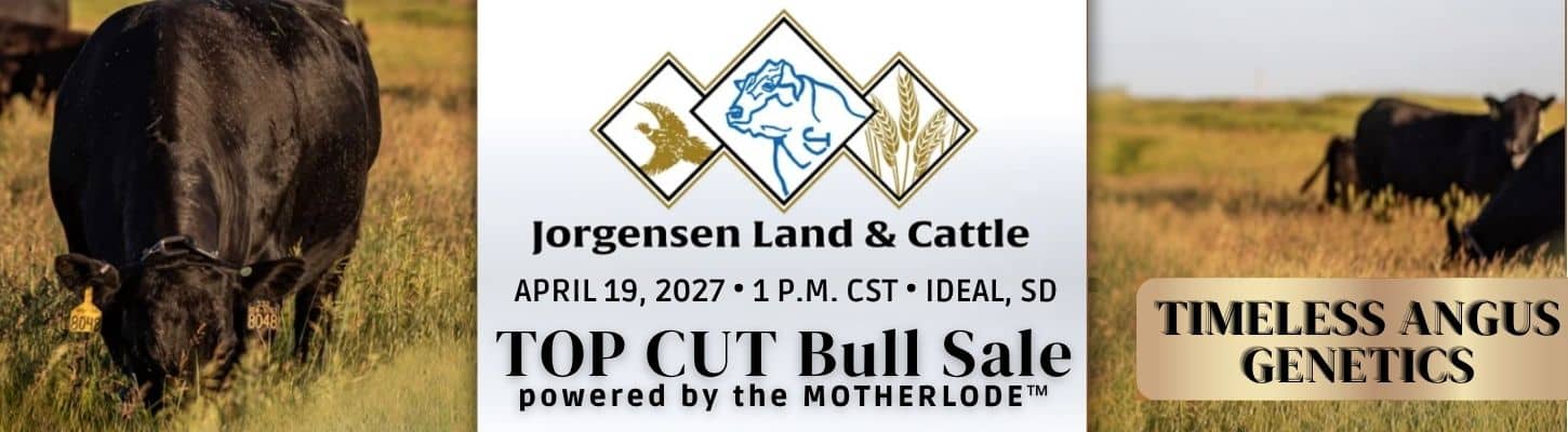 Jorgensen Land Cattle Angus Bull Sale South Dakota 2027 Ranch Channel