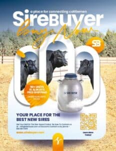 Sire Buyer Bull Semen Cow Embryos For Sale