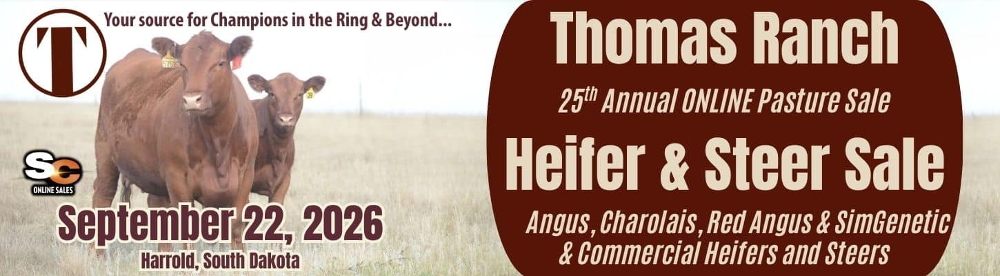Thomas Ranch 2026 Show Heifer steer Sale South Dakota Ranch Channel
