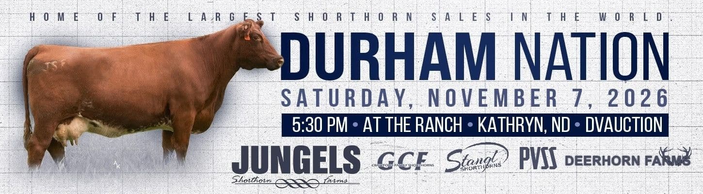 Durham Nation Shorthorn Sale Heifers Bulls Genetics Jungels Shorthorn Farms Deerhorn Farm Ranch Channel