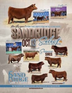 Sandridge Land Cattle Red Angus Show Bred Heifer Sale 2026 Ranch Channel
