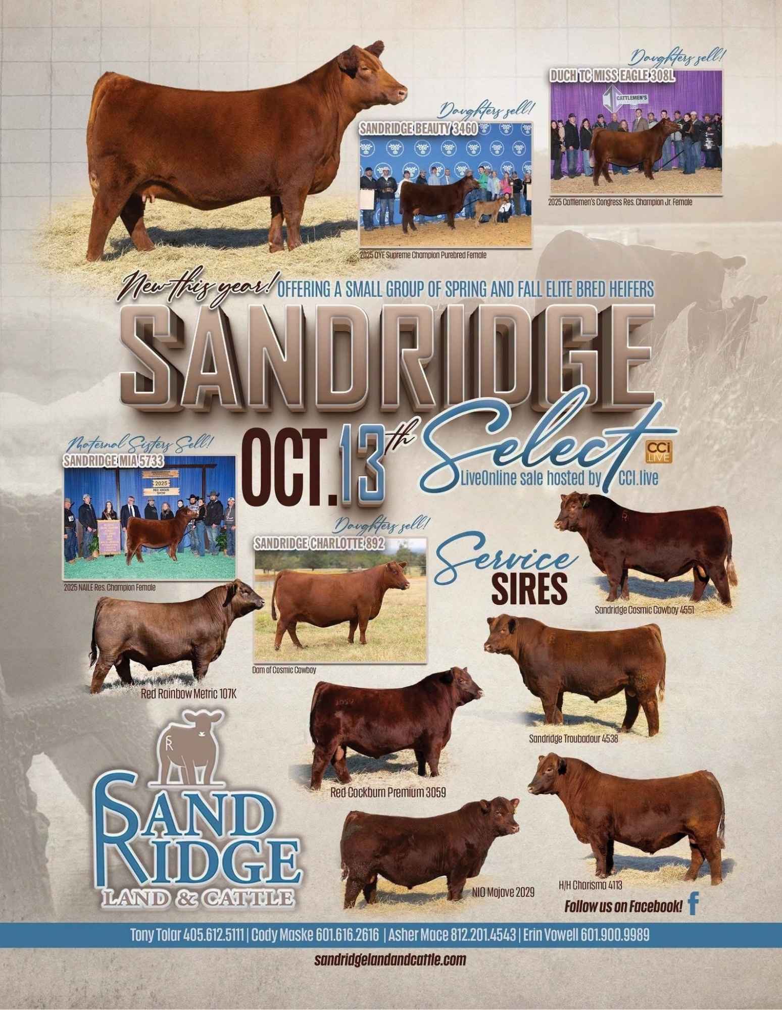 Sandridge Land Cattle Red Angus Show Bred Heifer Sale 2026 Ranch Channel