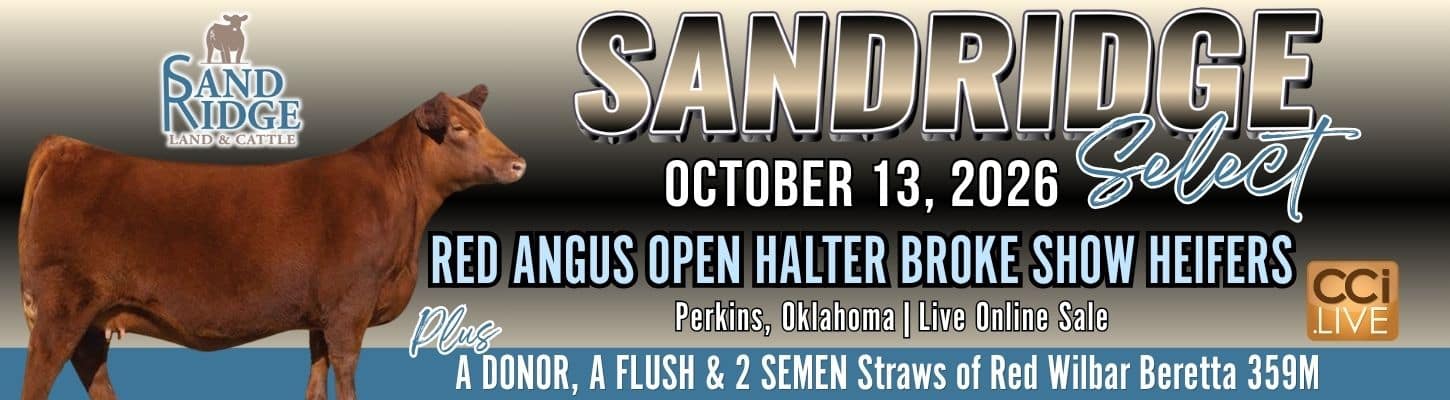 Sandridge Land Cattle Red Angus Show Heifers Semen Donor for Sale 2026 Ranch Channel