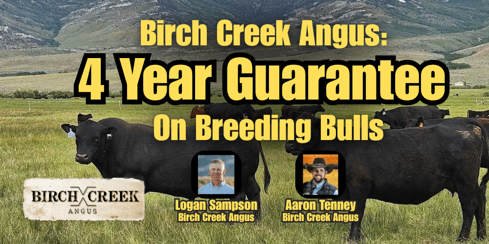 Birch Creek Angus 4 Year Guarantee On Breeding Bulls. Ranch Channel Sale Series 2026