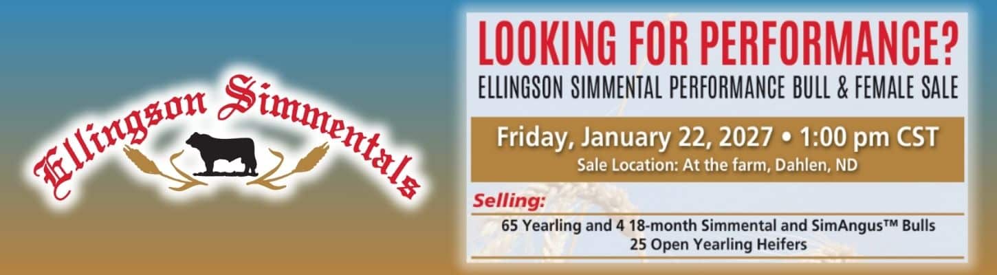 Ellingson Simmental Bull Heifer Sale North Dakota Ranch Channel