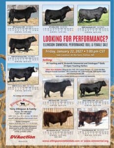Ellingson Simmental Bull Heifer Sale 2027 Catalog Ranch Channel